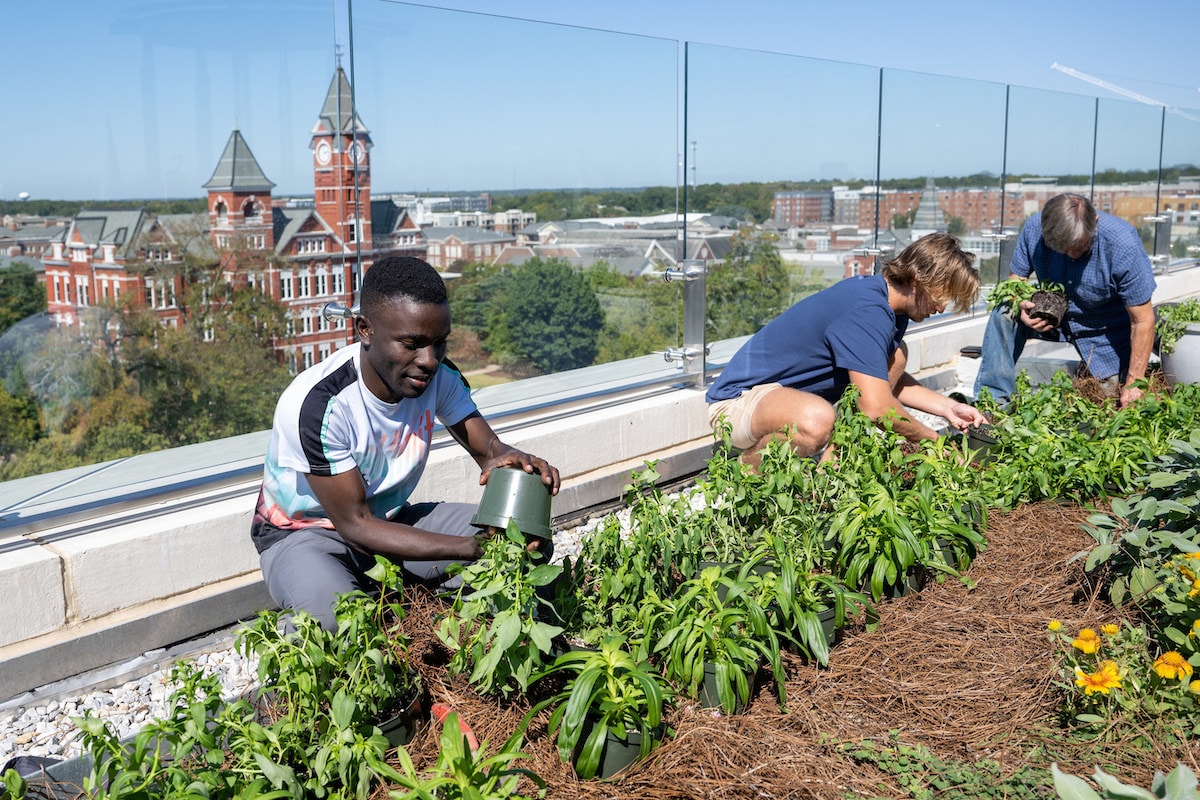 Auburn_University_rooftop_garden_farm